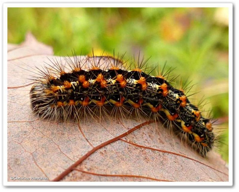 Cattail caterpillar ( Acronicta insularis), #9280