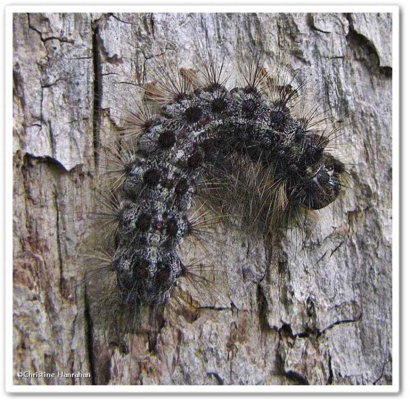 Gypsy moth caterpillar (Lymantria dispar), #8318
