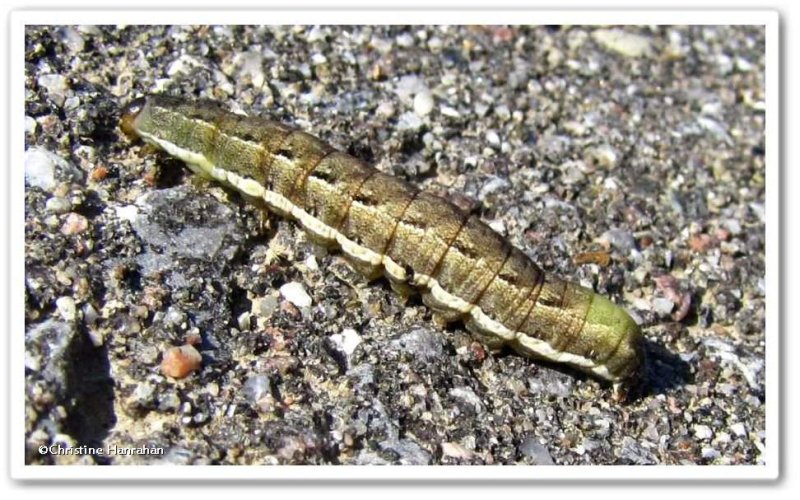 Caterpillar, possible Noctua pronuba, #11103.1