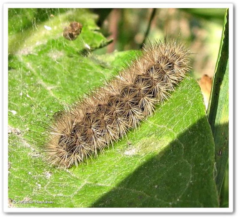 Ruby tiger moth caterpillar  (Phragmatobia fuliginosa), #8156