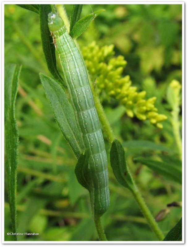 Green leuconycta (Leuconycta diphteroides), #9065