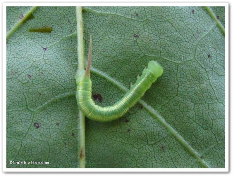 Waved sphinx moth caterpillar   (<em>Ceratomia undulosa</em>),  #7787