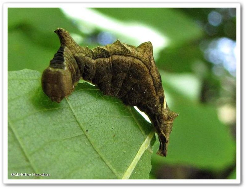 Black-blotched Schizura caterpillar (Oedemasia leptinoides), #8011