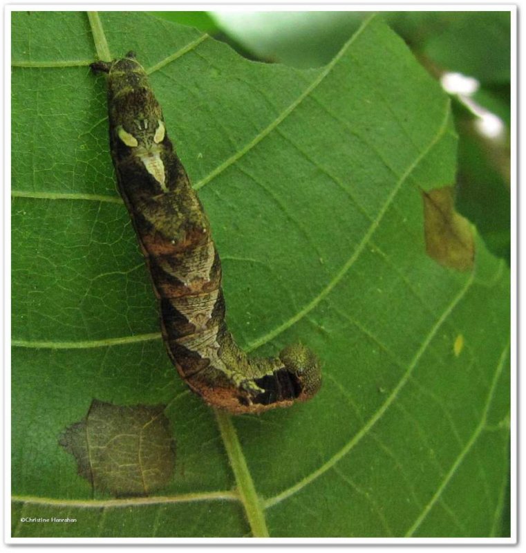 Black-blotched Schizura caterpillar (Oedemasia leptinoides), #8011
