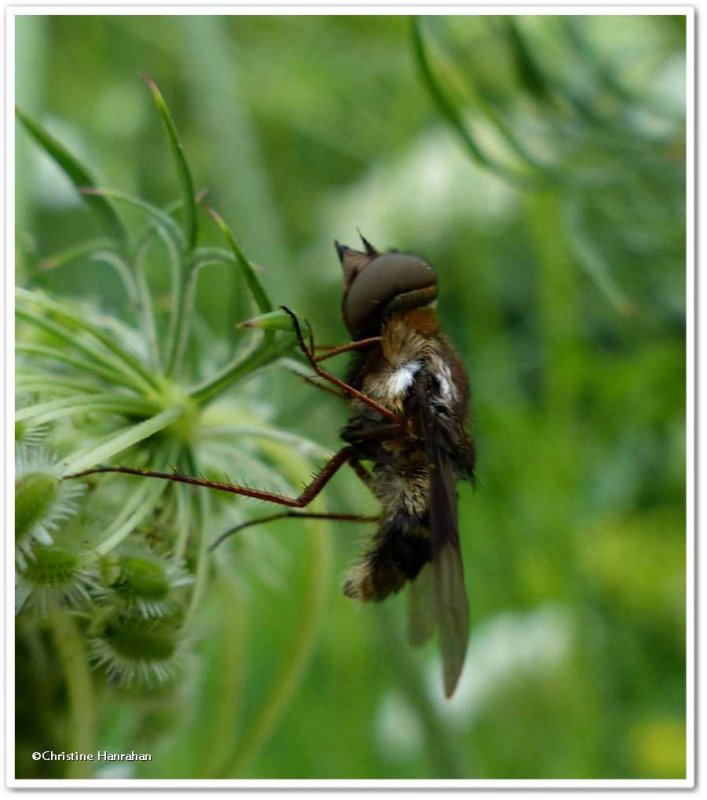 Flies affected by the Entomophthora  Fungus