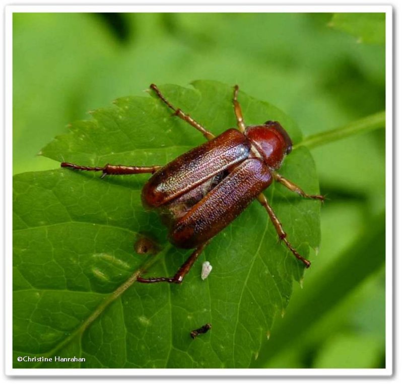 Scarab beetle (Dichelonyx sp.)
