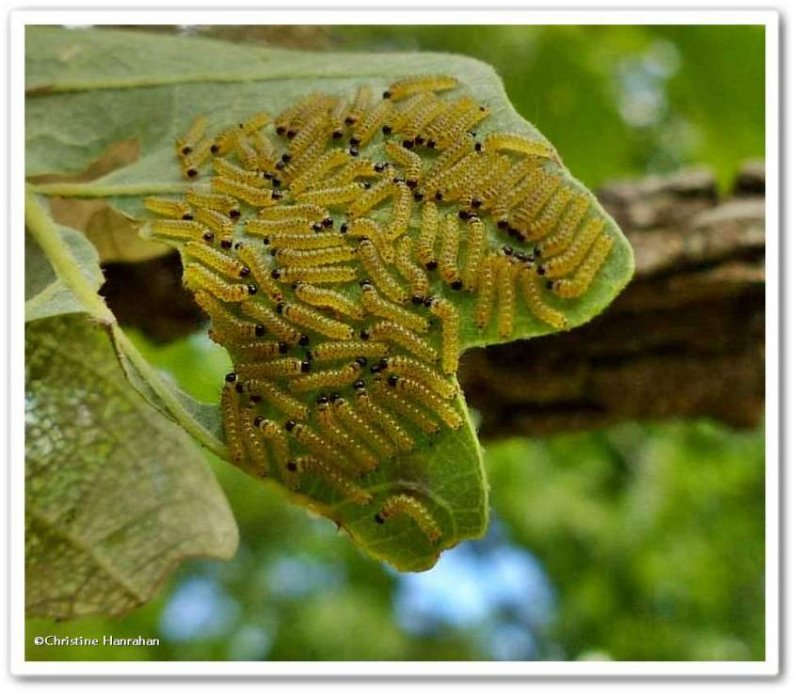Caterpillars on bur oak