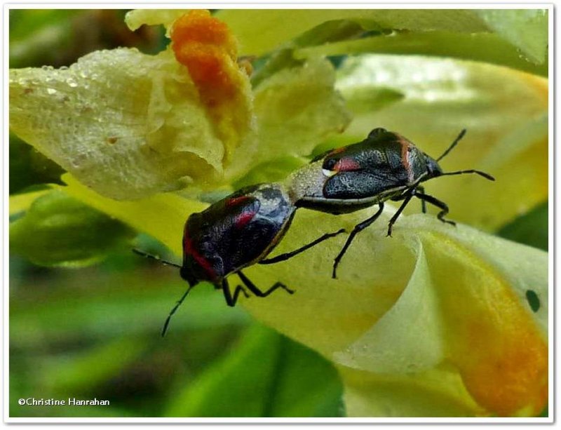 Stinkbug, two-spotted (Cosmopepla)