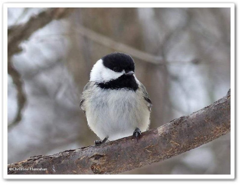 Black-capped chickadee