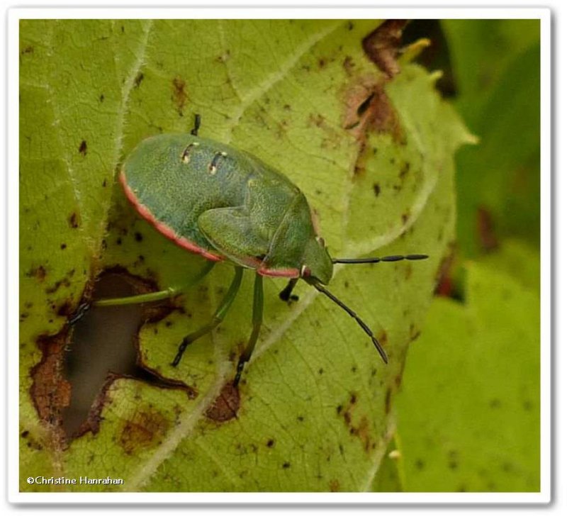 Stinkbug nymph  (Chlorochroa)