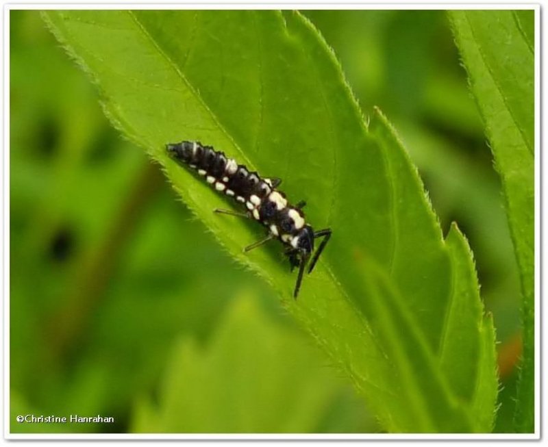 Fourteen-spotted ladybeetle larva (Propylea quatuordecimpunctata)
