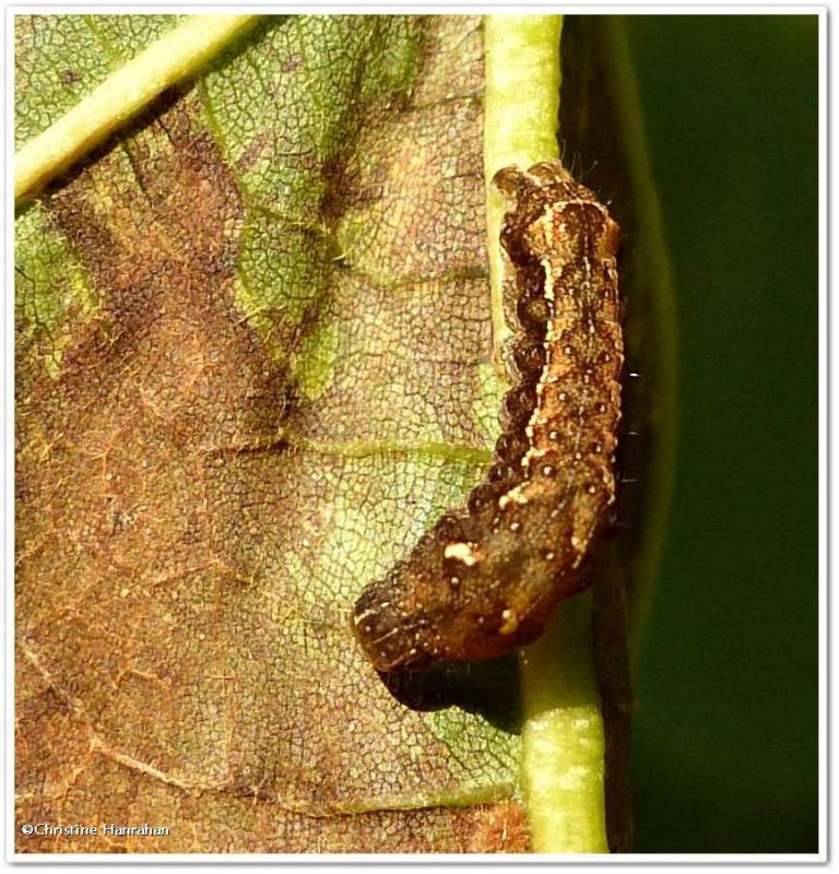 Small brown quaker moth caterpillar (Pseudorthodes vecors), #10578