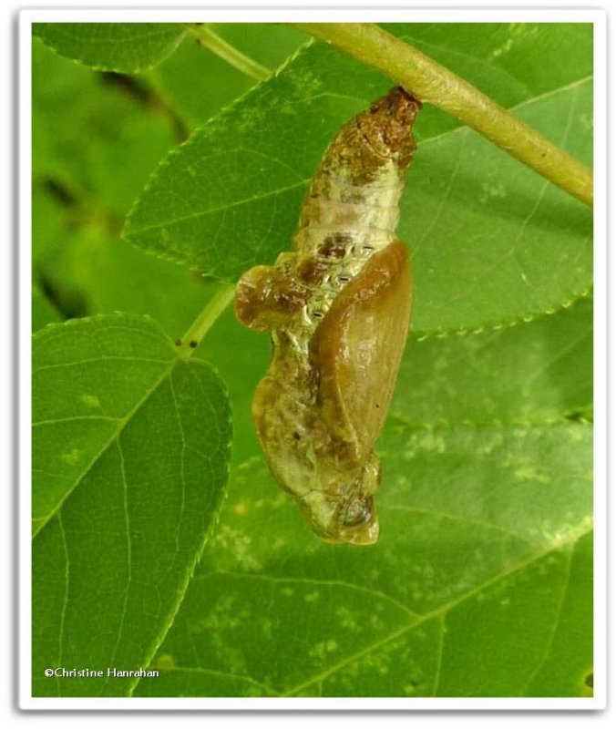 Viceroy pupa (Limenitis archippus)