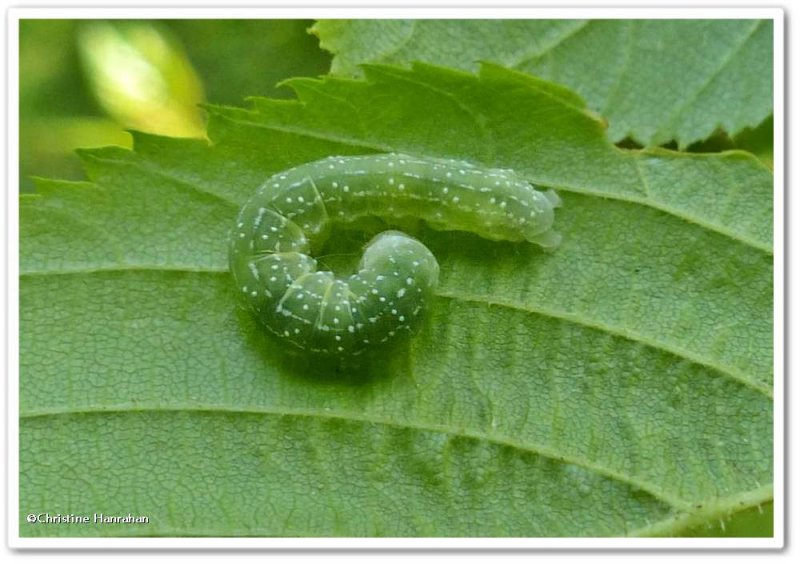 Caterpillar, possibly Dowdy pinion (Lithophane unimoda), #9916