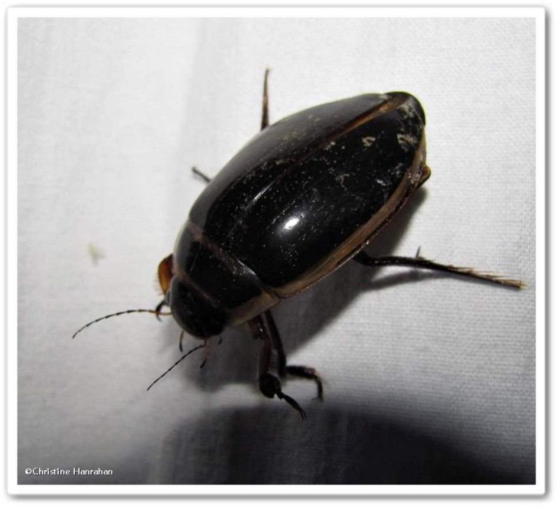 Predacious diving beetle (Dytiscus)