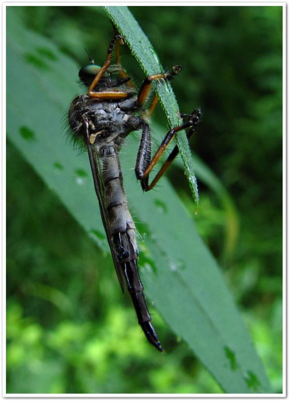 Robber fly (Neoitamus flavofemoratus)