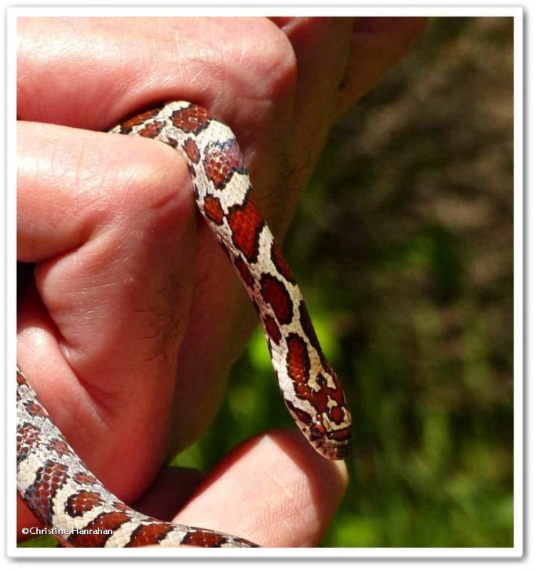 Milk snake (Lampropeltis triangulum)