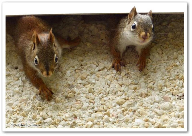 Young red squirrels