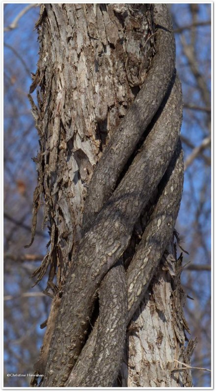 American bittersweet vine wrapped around an ironwood tree