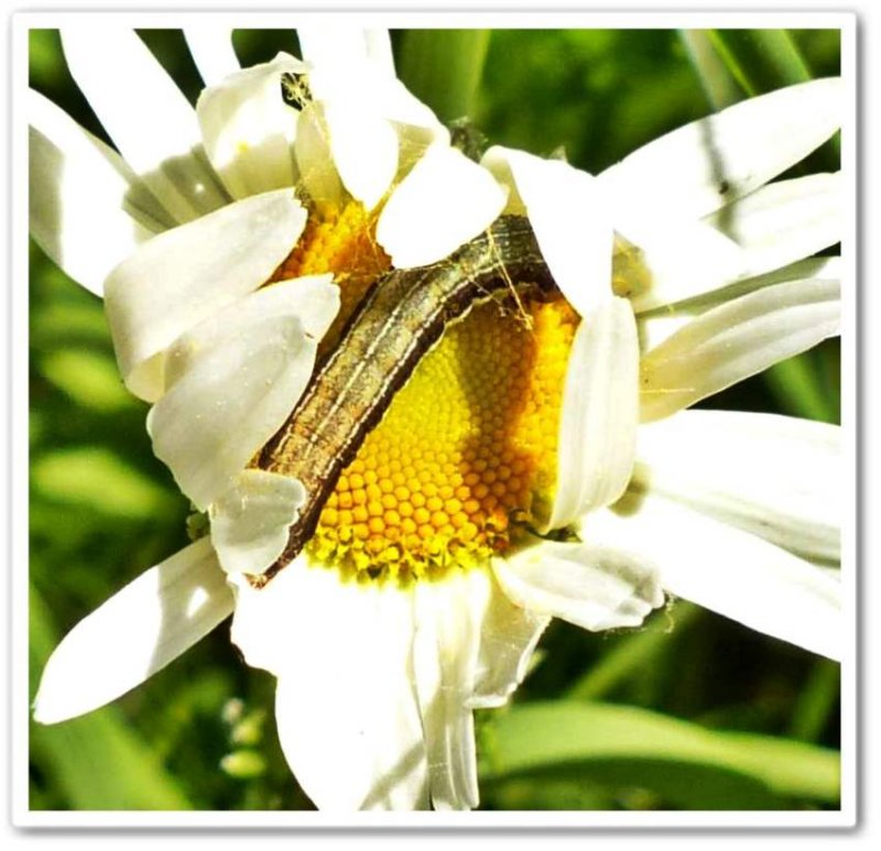 Lost Sallow Moth caterpillar (Eupsilia divia), #9939