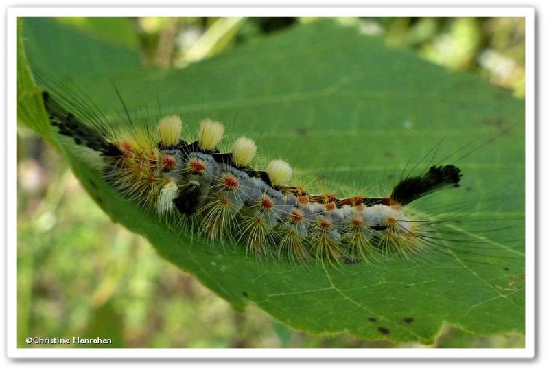 Rusty tussock moth caterpillar  (Orgyia antiqua), #8308