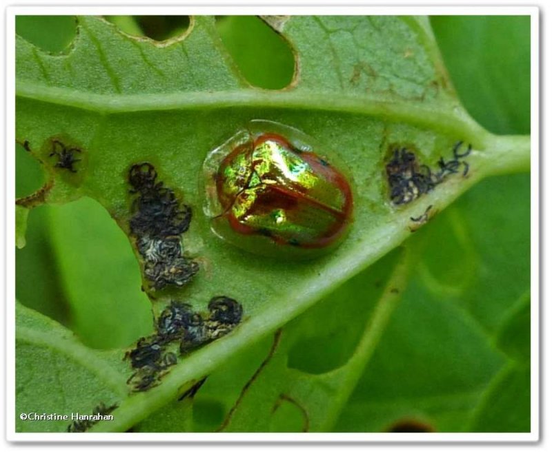 Golden tortoise beetle  (Charidotella sexpunctata)