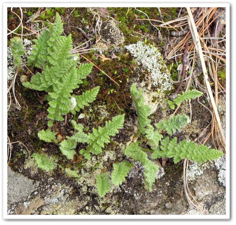 Rusty woodsia (Woodsia ilvensis)