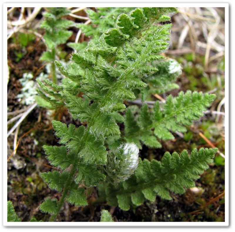 Rusty woodsia (Woodsia ilvensis)