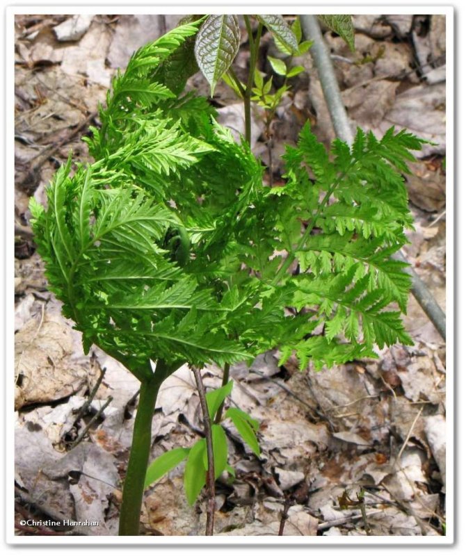 Rattlesnake fern (Botrypus virginianus)