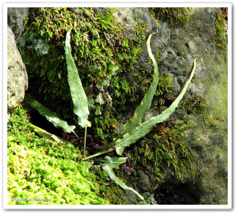 Walking fern (Asplenium rhizophyllum)