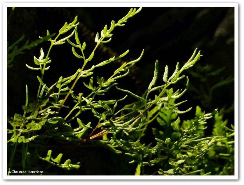 Slender cliffbrake fern (Cryptogramma stelleri)