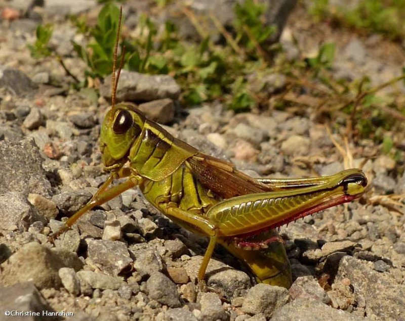 Two-striped grasshopper  (Melanoplus bivittatus) laying eggs