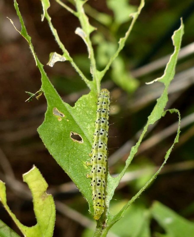 Moth caterpillar (Hypena opulenta)