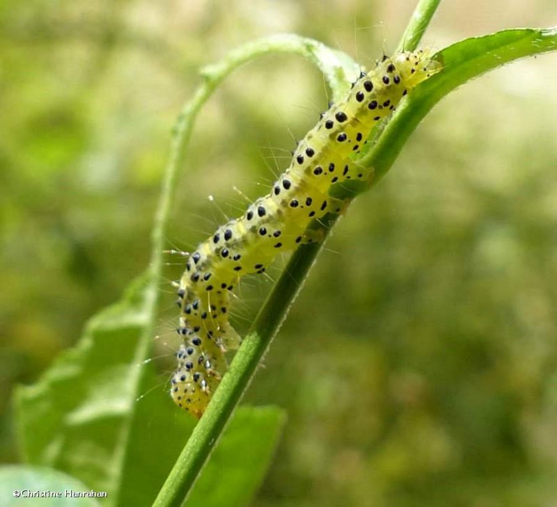 Moth caterpillar (Hypena opulenta)