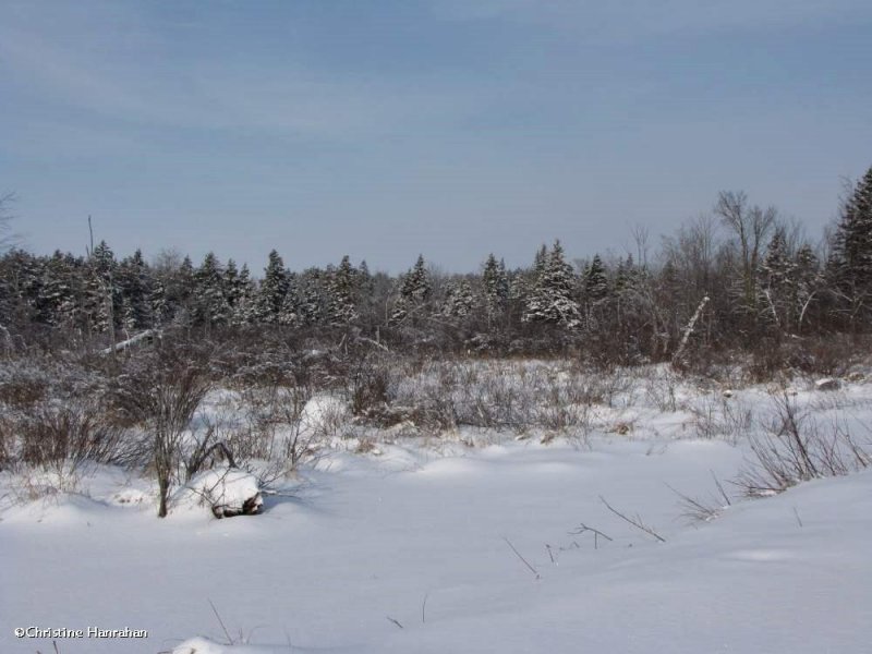 Winter in the forest