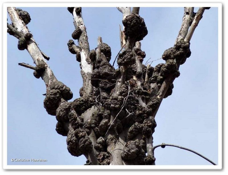 Phomopsis galls on bitternut hickory