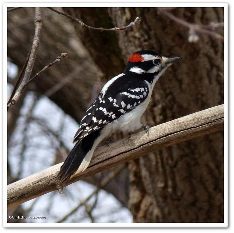 Hairy woodpecker, male