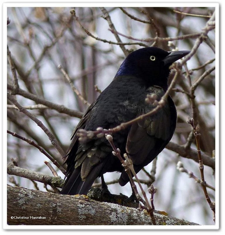 Common grackle