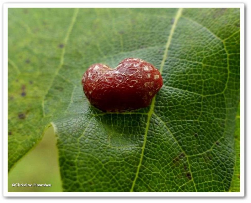 Gall on red oak (Quercus rubra)