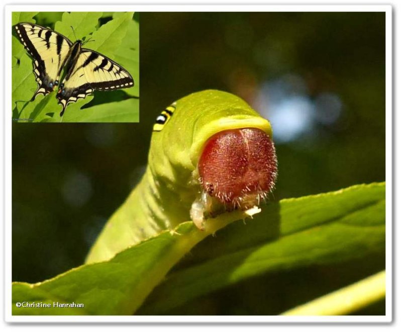 Candian tiger swallowtail caterpillar