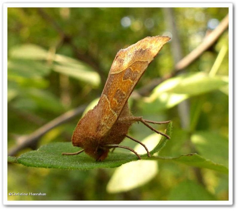 Scalloped sallow moth (Eucirroedia pampina)  #9952