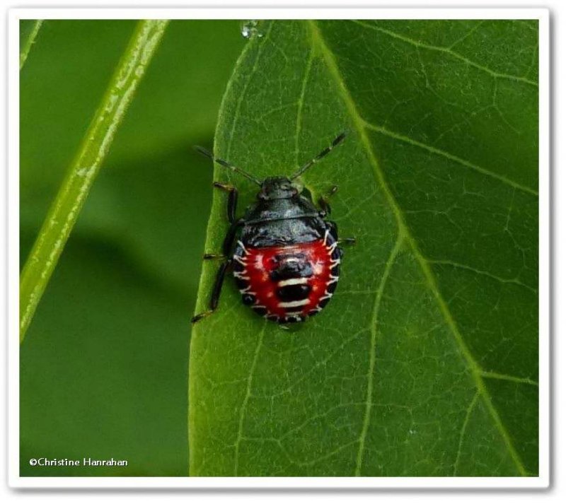 Predatory stinkbug nymph (Podisus placidus)