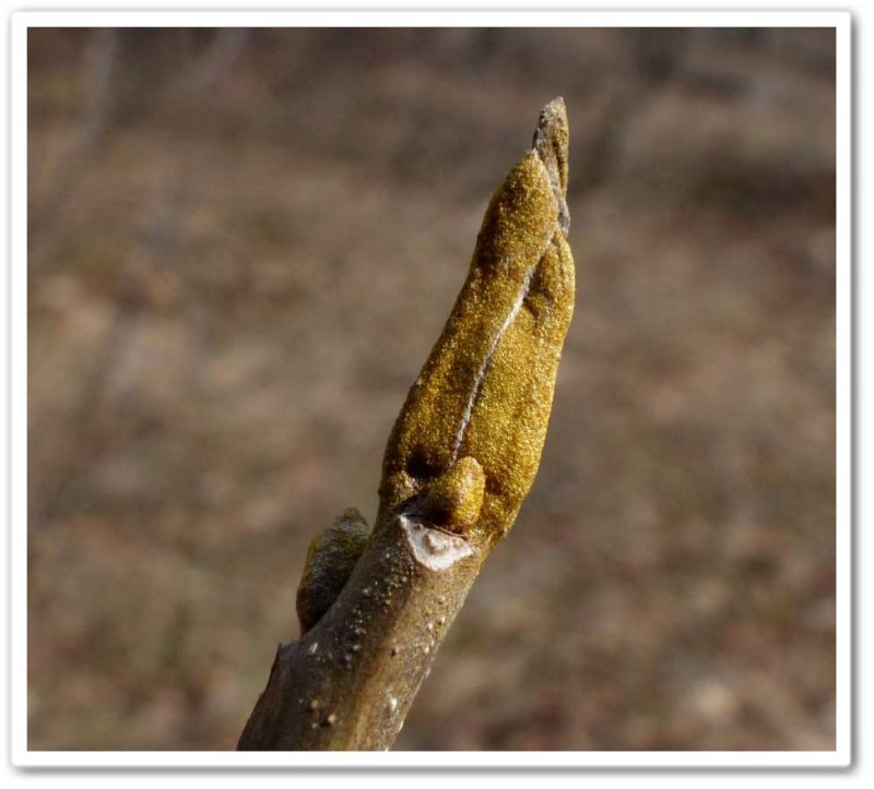 Bitternut hickory  (Carya cordiformis)