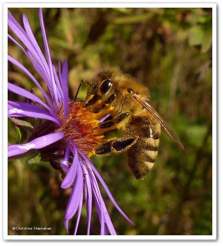 Honey bee (Apis mellifera)