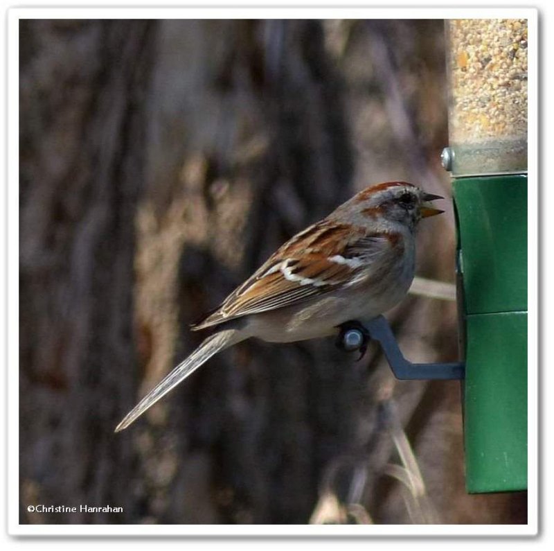 American tree sparrow