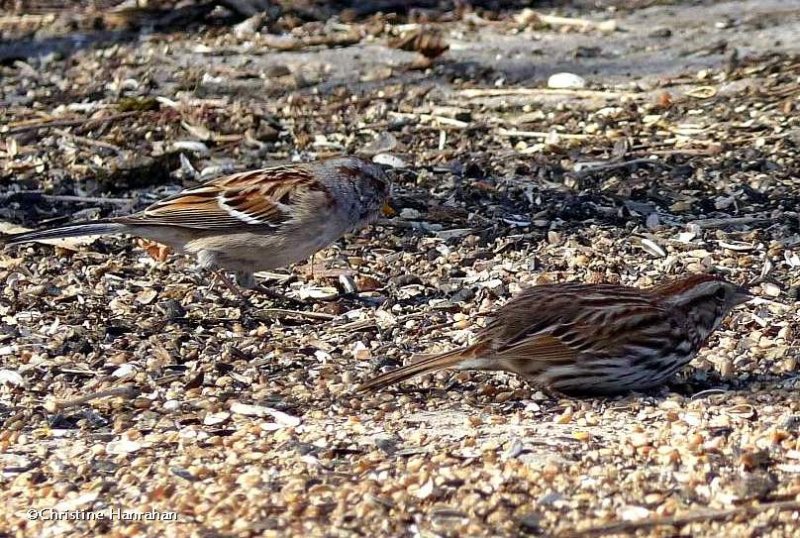 American tree sparrow and Song sparrow