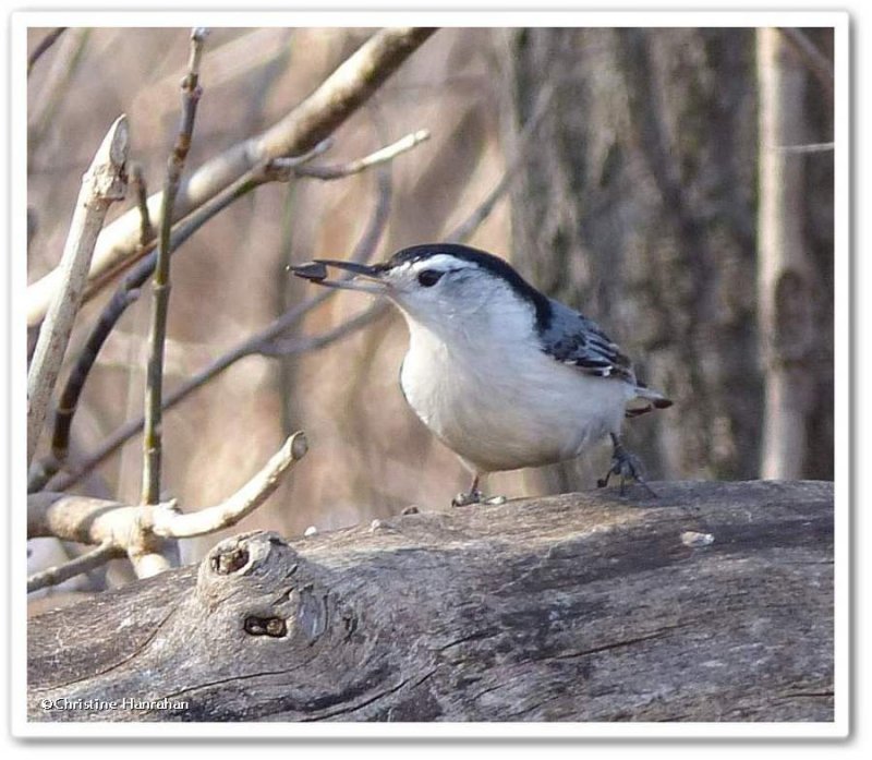 White-breasted nuthatch