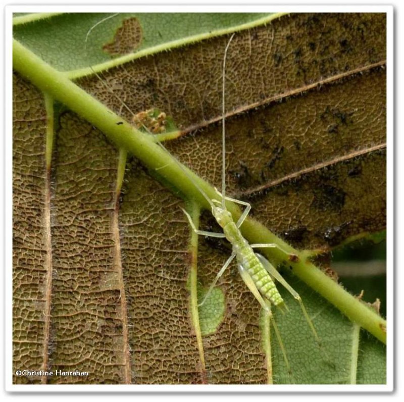 Narrow-winged tree cricket (Oecanthus niveus)