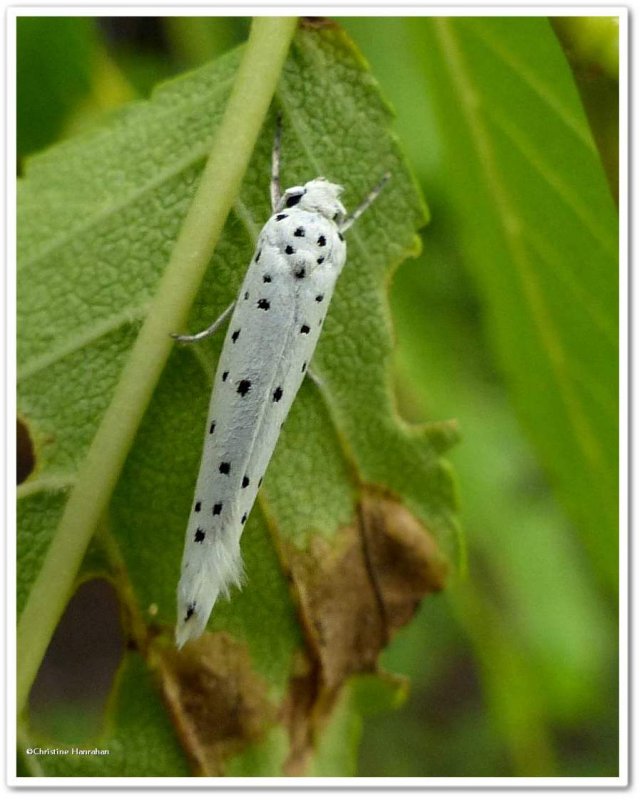 Orchard ermine moth (Yponomeuta padella), #2421
