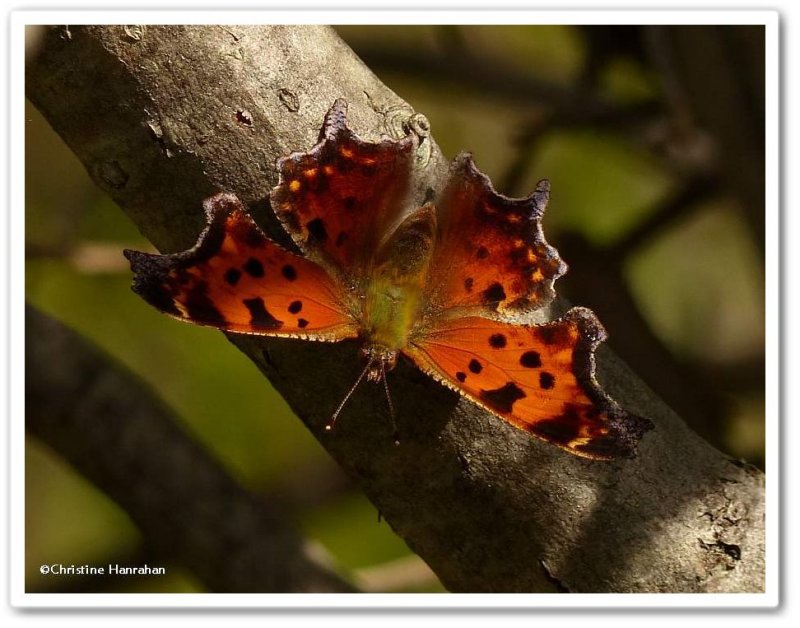 Eastern comma butterfly  (Polygonia comma